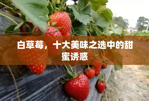 白草莓，十大美味之选中的甜蜜诱惑