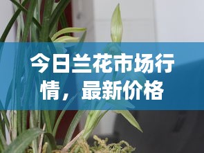 今日兰花市场行情，最新价格大揭秘！