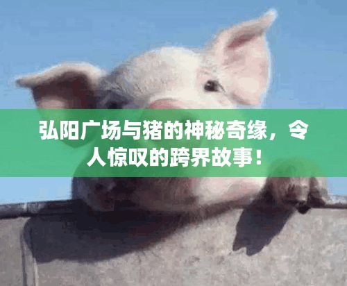 弘阳广场与猪的神秘奇缘，令人惊叹的跨界故事！