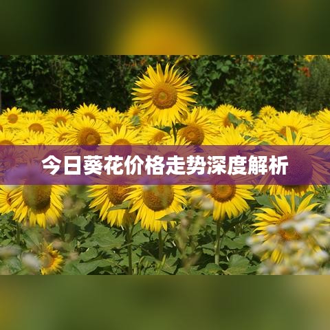 今日葵花价格走势深度解析