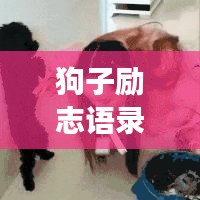 狗子励志语录视频，激发你内心无尽力量的心灵鸡汤