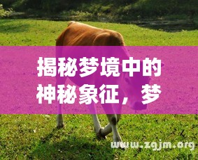达官贵人 第2页