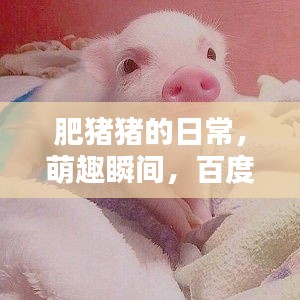 肥猪猪的日常，萌趣瞬间，百度热推！