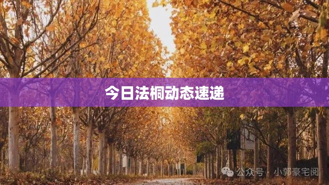 今日法桐动态速递