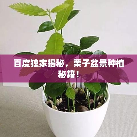 百度独家揭秘，栗子盆景种植秘籍！