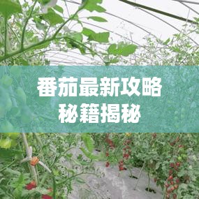 番茄最新攻略秘籍揭秘
