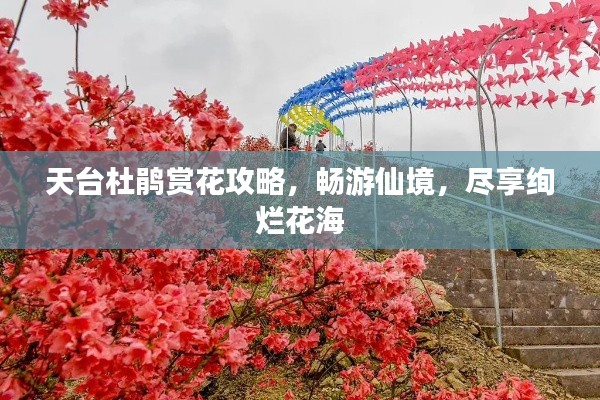 天台杜鹃赏花攻略，畅游仙境，尽享绚烂花海
