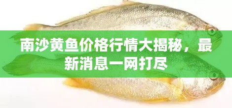 南沙黄鱼价格行情大揭秘，最新消息一网打尽