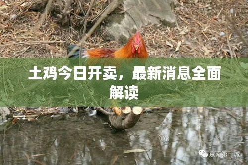 土鸡今日开卖，最新消息全面解读
