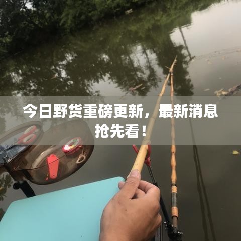 今日野货重磅更新，最新消息抢先看！