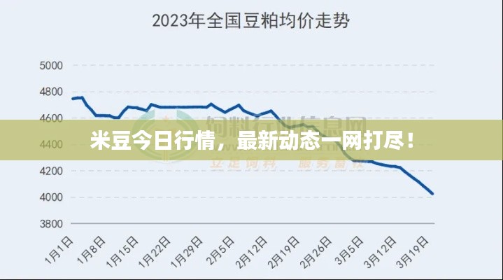 米豆今日行情，最新动态一网打尽！