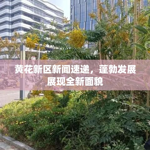 黄花新区新闻速递，蓬勃发展展现全新面貌