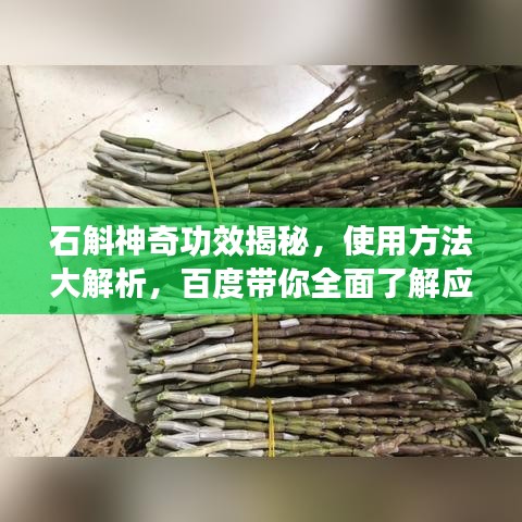 石斛神奇功效揭秘，使用方法大解析，百度带你全面了解应用！