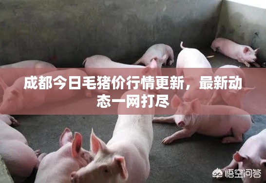 成都今日毛猪价行情更新，最新动态一网打尽