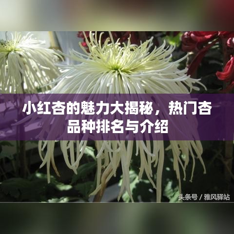 小红杏的魅力大揭秘，热门杏品种排名与介绍