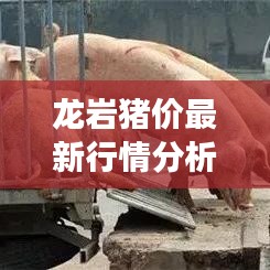 龙岩猪价最新行情分析，今日市场动态一目了然