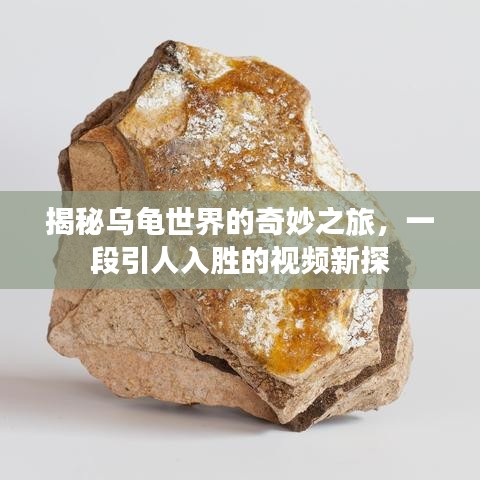 揭秘乌龟世界的奇妙之旅，一段引人入胜的视频新探