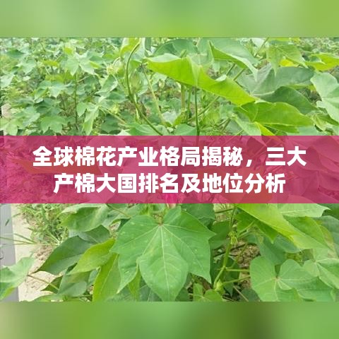 全球棉花产业格局揭秘，三大产棉大国排名及地位分析
