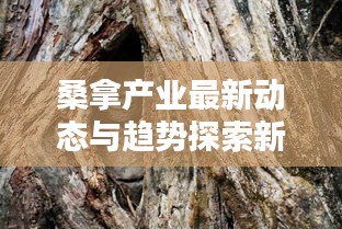 桑拿产业最新动态与趋势探索新闻头条