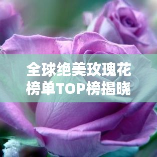 全球绝美玫瑰花榜单TOP榜揭晓！惊艳你的视觉盛宴！