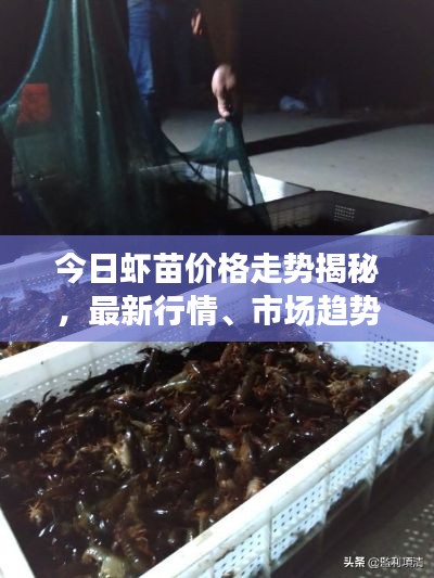 今日虾苗价格走势揭秘，最新行情、市场趋势及影响因素深度剖析