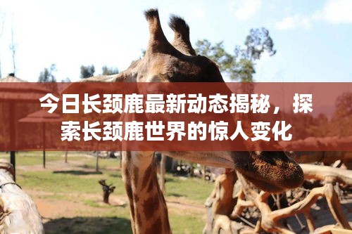 今日长颈鹿最新动态揭秘，探索长颈鹿世界的惊人变化