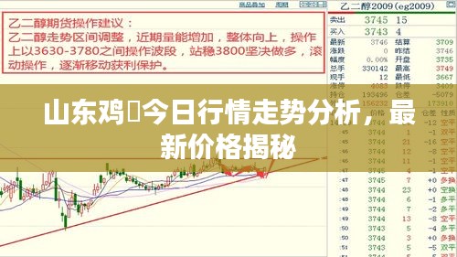 山东鸡疍今日行情走势分析，最新价格揭秘