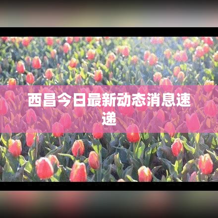西昌今日最新动态消息速递