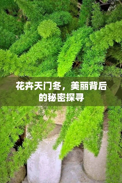 花卉天门冬，美丽背后的秘密探寻