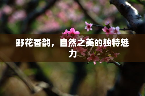 野花香韵，自然之美的独特魅力