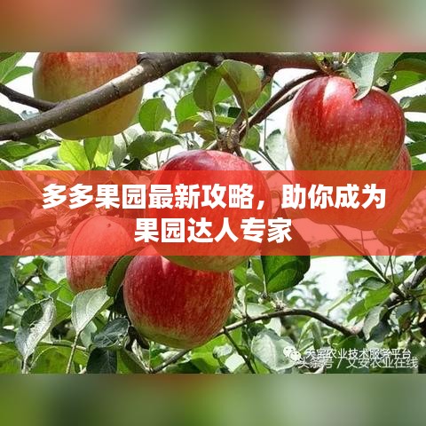 多多果园最新攻略，助你成为果园达人专家