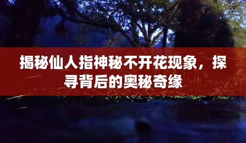 揭秘仙人指神秘不开花现象，探寻背后的奥秘奇缘
