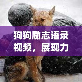 狗狗励志语录视频，展现力量与忠诚的完美融合