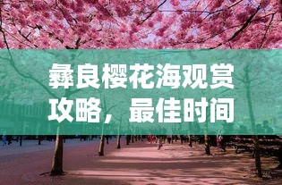 彝良樱花海观赏攻略，最佳时间与玩法探索