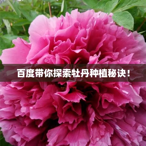 百度带你探索牡丹种植秘诀！