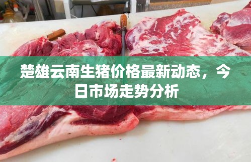 楚雄云南生猪价格最新动态，今日市场走势分析