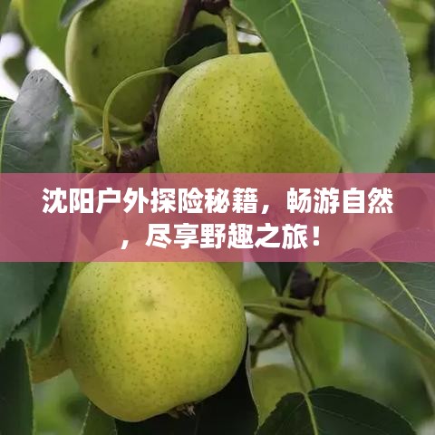沈阳户外探险秘籍，畅游自然，尽享野趣之旅！