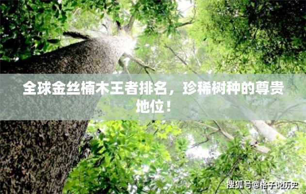 全球金丝楠木王者排名，珍稀树种的尊贵地位！