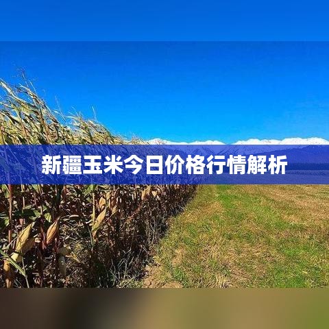新疆玉米今日价格行情解析
