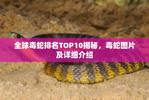 全球毒蛇排名TOP10揭秘，毒蛇图片及详细介绍