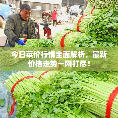 今日菜价行情全面解析，最新价格走势一网打尽！