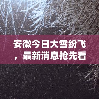 安徽今日大雪纷飞，最新消息抢先看！