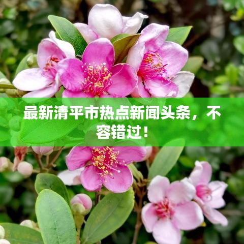 最新清平市热点新闻头条，不容错过！