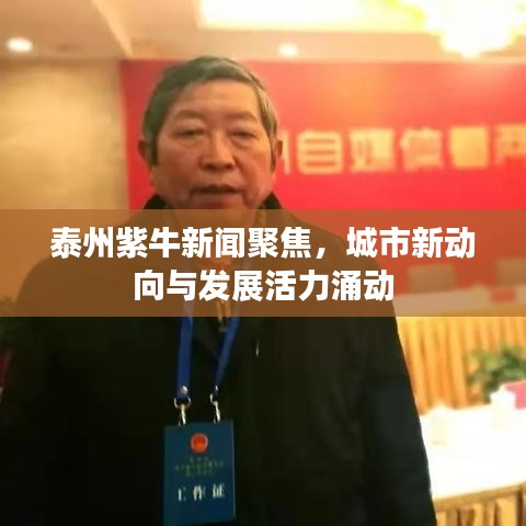 泰州紫牛新闻聚焦，城市新动向与发展活力涌动