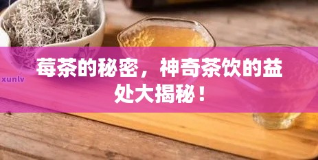 莓茶的秘密，神奇茶饮的益处大揭秘！