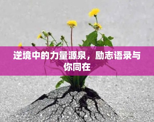 逆境中的力量源泉，励志语录与你同在