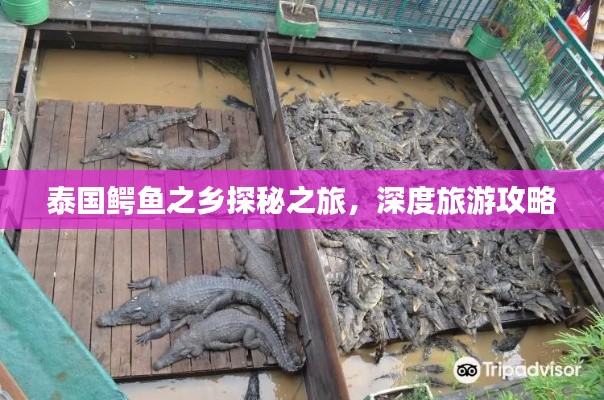 泰国鳄鱼之乡探秘之旅，深度旅游攻略
