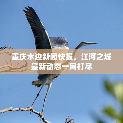 重庆水边新闻快报，江河之城最新动态一网打尽