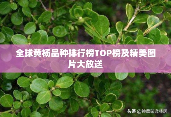 全球黄杨品种排行榜TOP榜及精美图片大放送