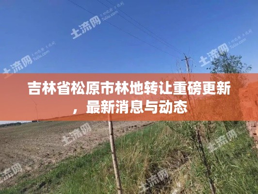 吉林省松原市林地转让重磅更新，最新消息与动态
